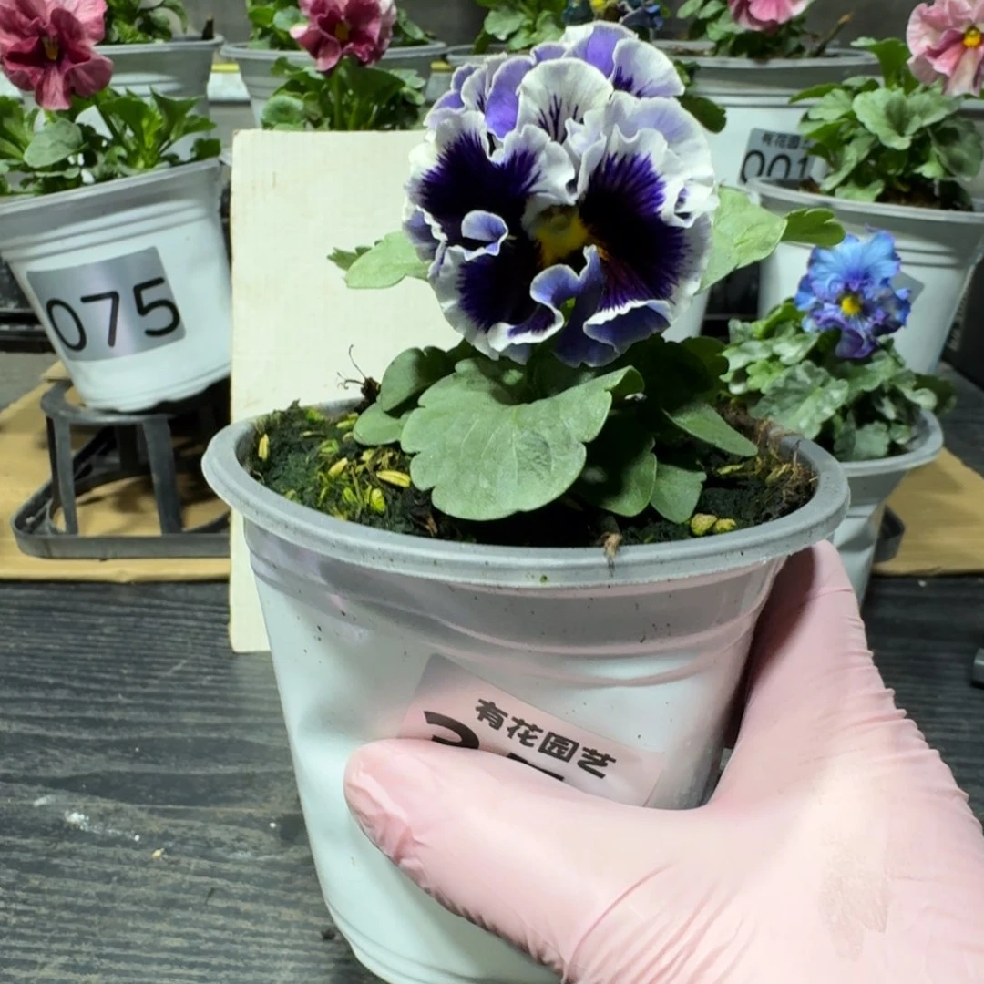 全部花朵354号德古拉