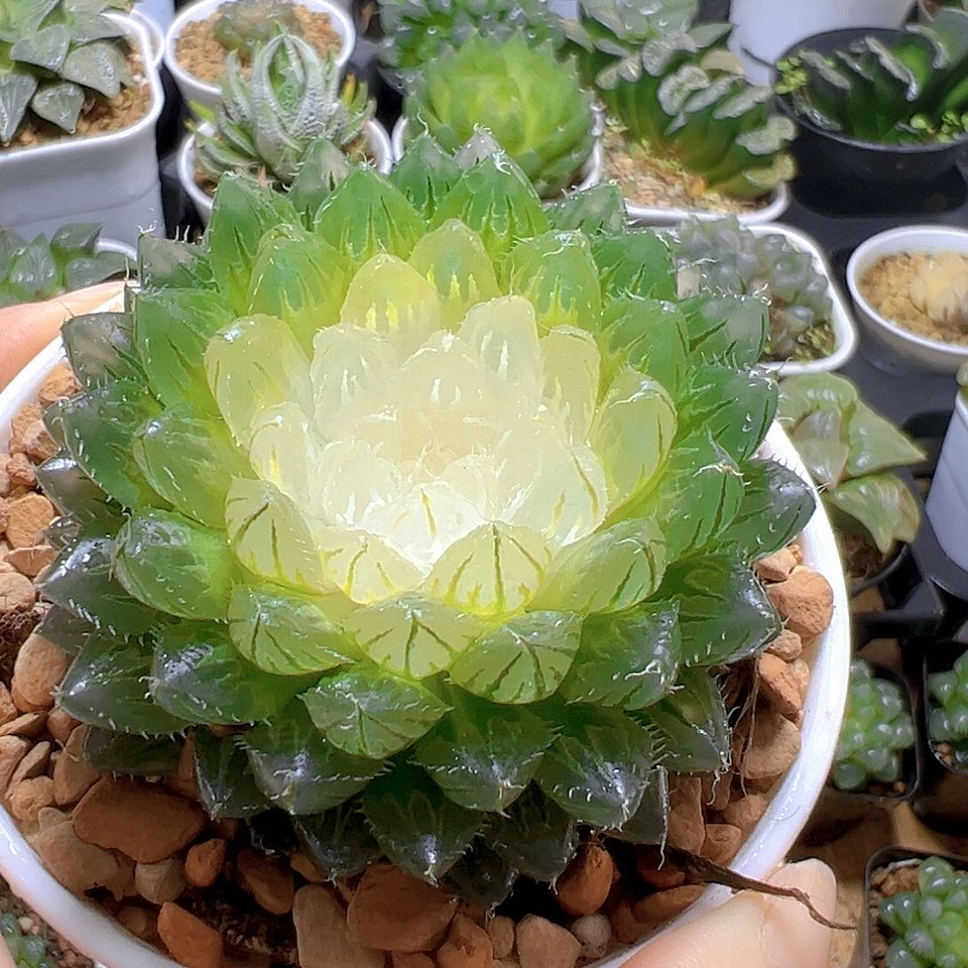 宝莲灯玉露多肉多肉多肉