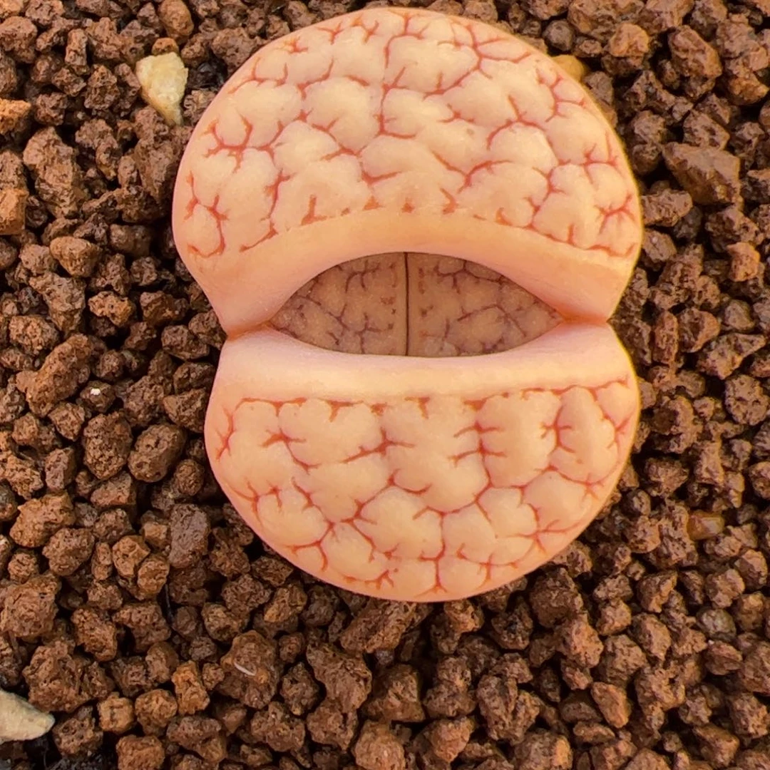 189 多肉植物多肉植物