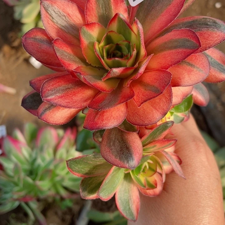 ?****404魅金玫瑰嫁接有砍头12345678