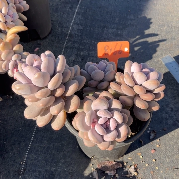 大叶奶多肉植物8166