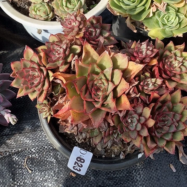 无***。823吉赛尔多肉植物