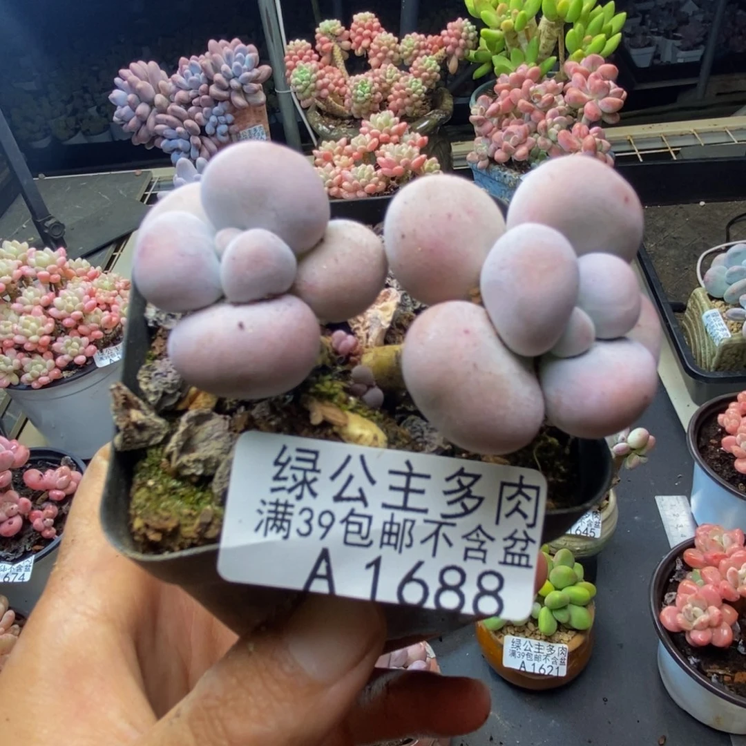 688芭比奶多肉6c m