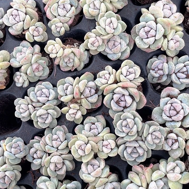 冰玉3头随机发3颗满18