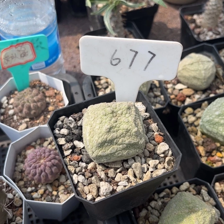 走***海677方凝蹄玉皮实好养