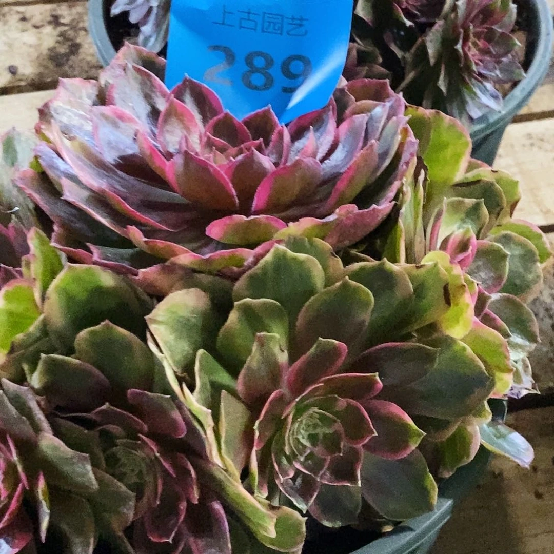 上古园艺多肉法师289
