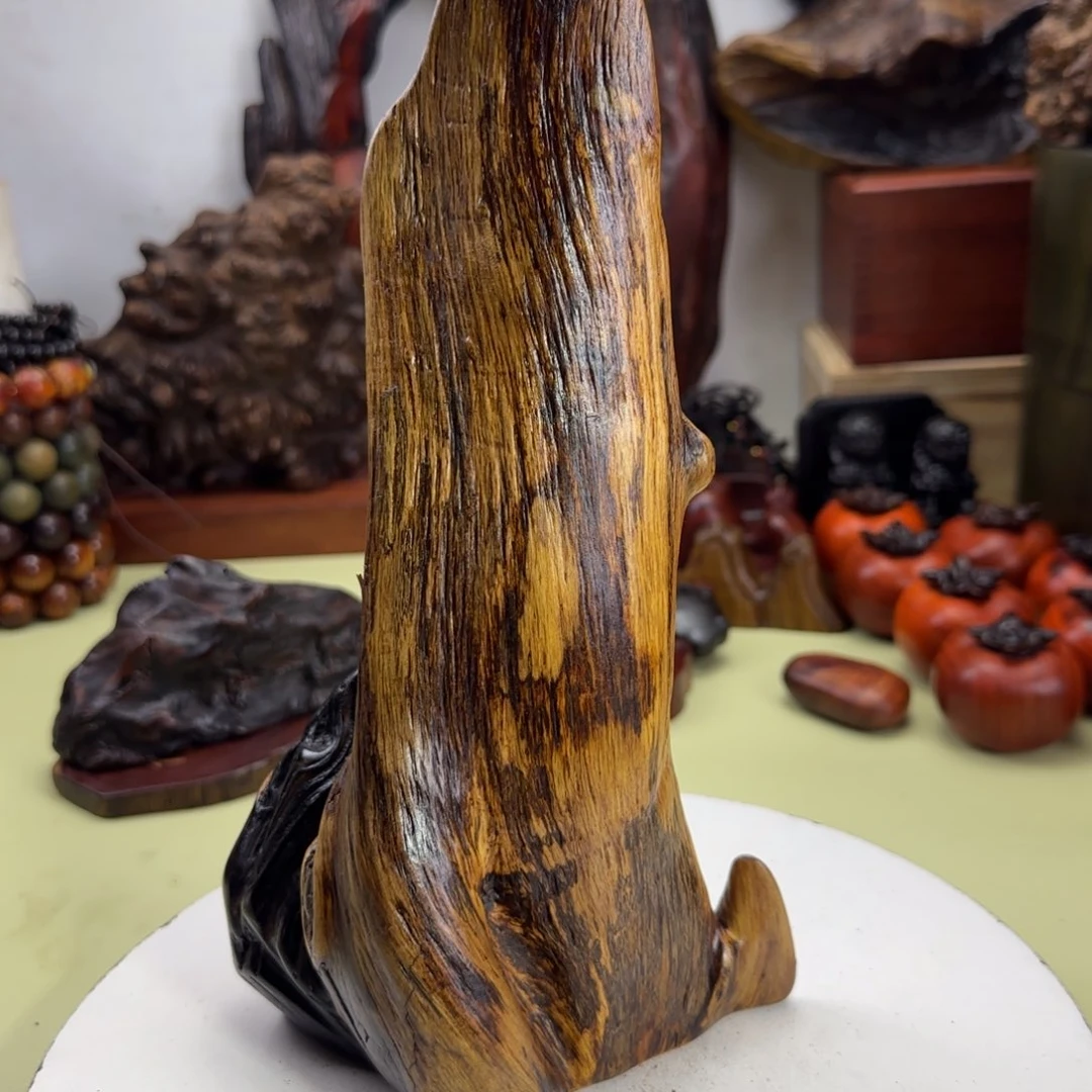 大果紫檀（缅甸花梨）秋*⋯