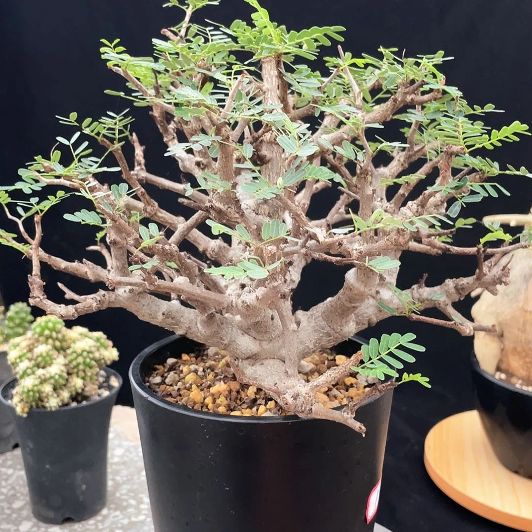 福利 大苏木 服盆66666666