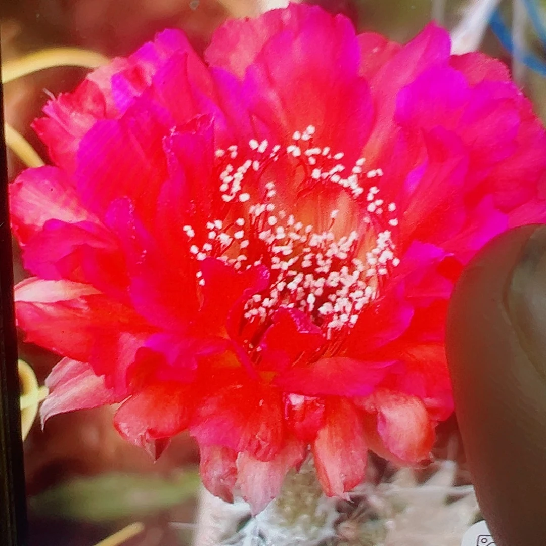 彩草火璃 侧芽 满20包邮