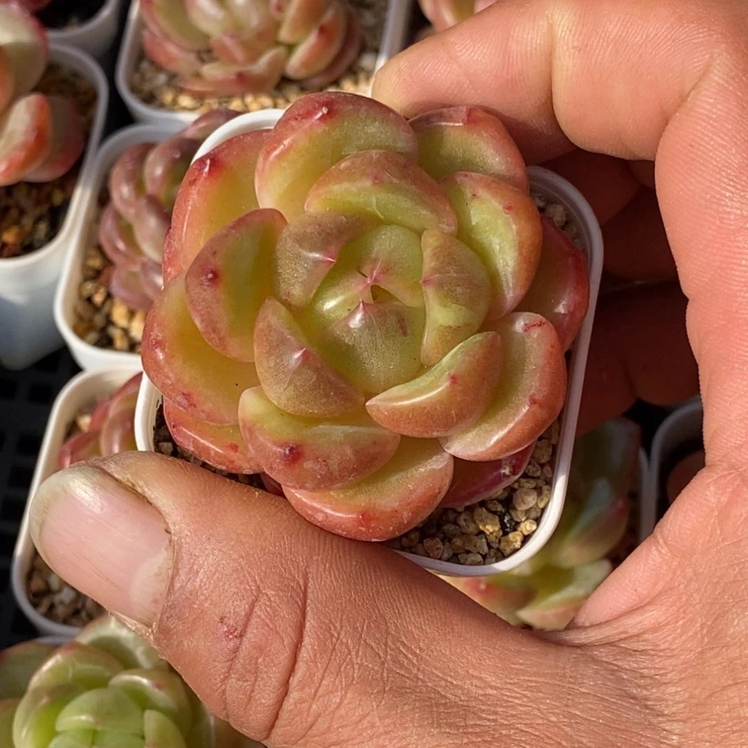 天官赐福百无禁忌