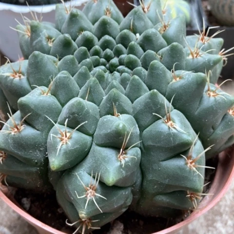 分哦花太仙人球15米仙人球