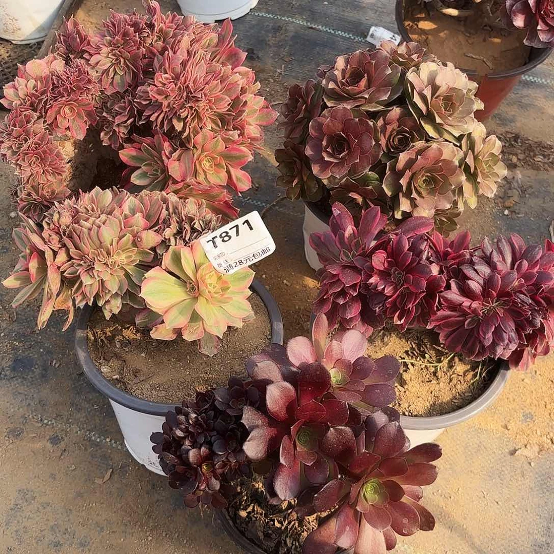 871五颗多肉植物法师无售后