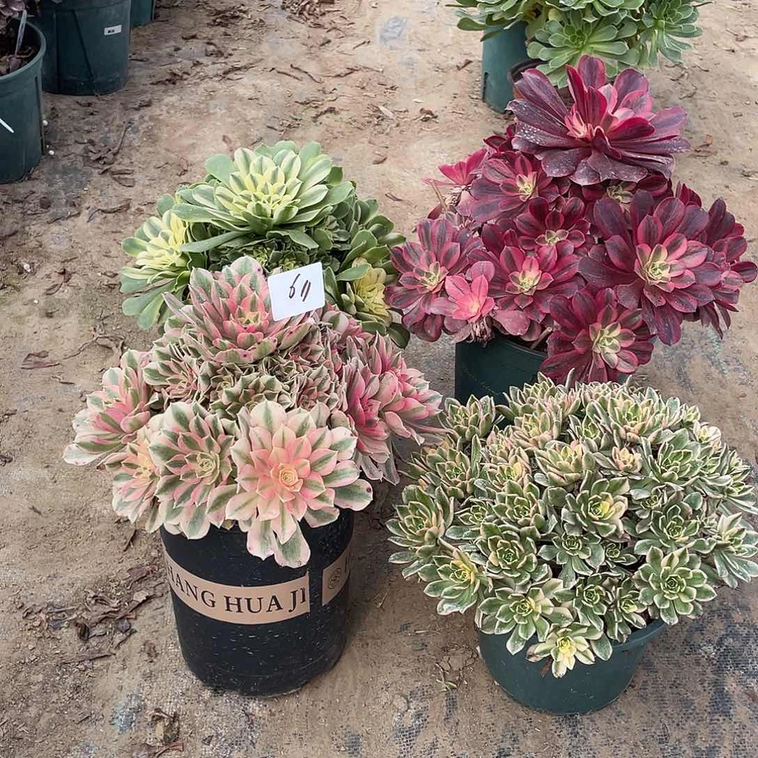 611法师植物组合