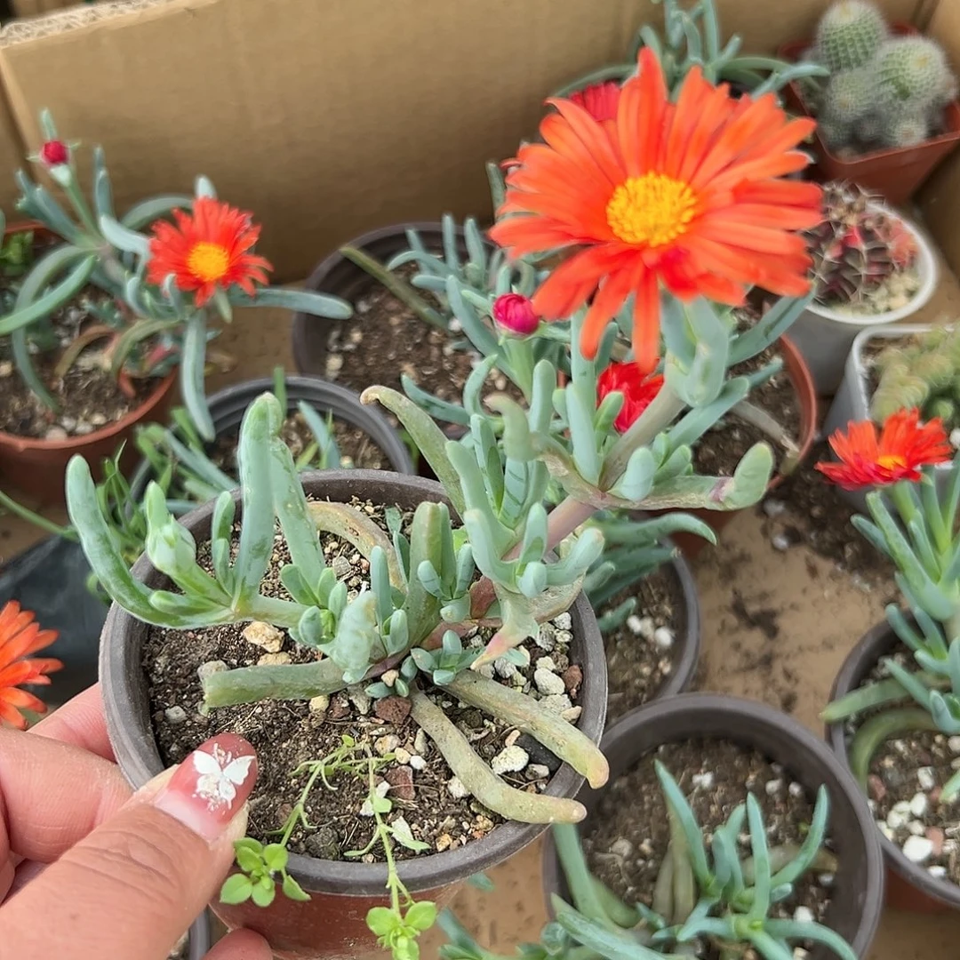 多肉植物橙花奔龙