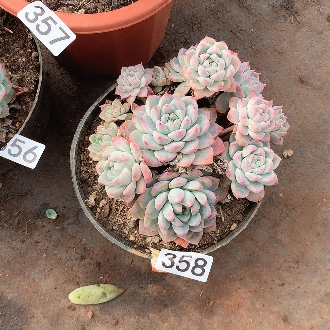 358阿尔巴 一物一拍多肉