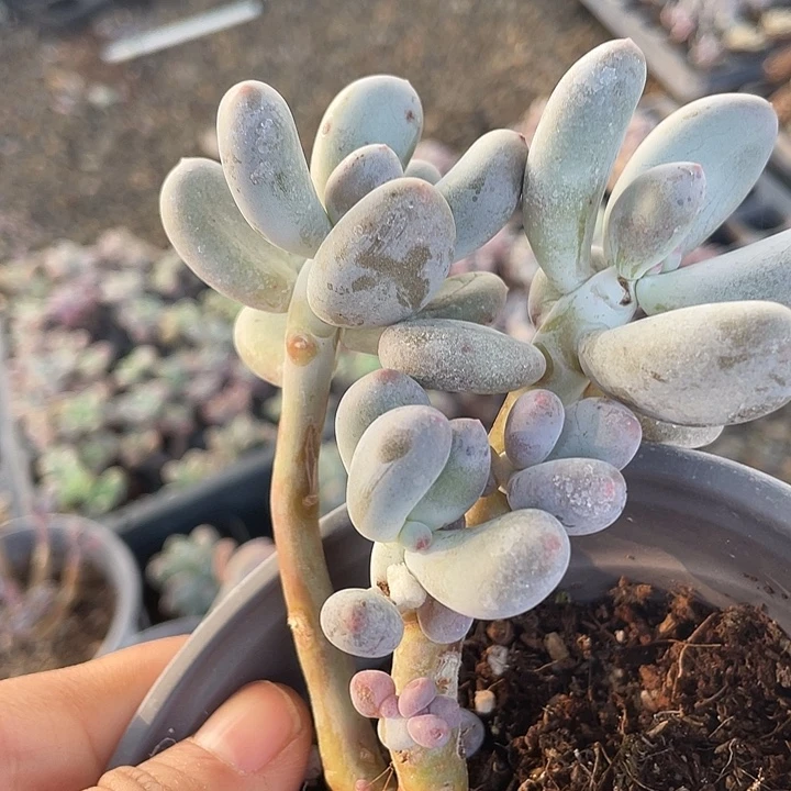 一我一拍满18包邮