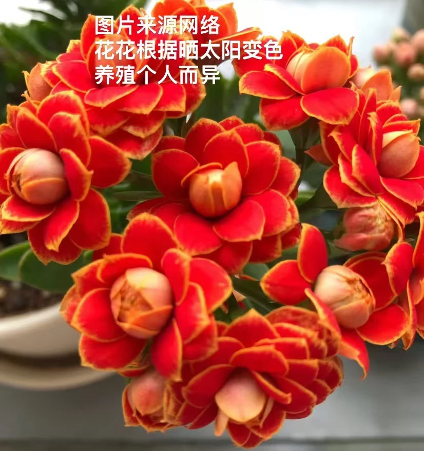 4个金狐狸苗子，杆子比较软，杆子弯曲，脱土发货，只保证杆子无黑腐