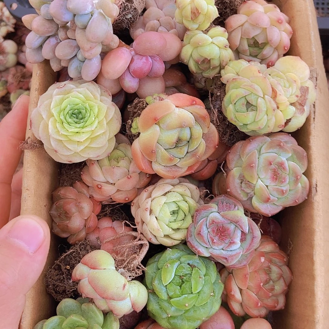 0000000000001量拍保底20颗