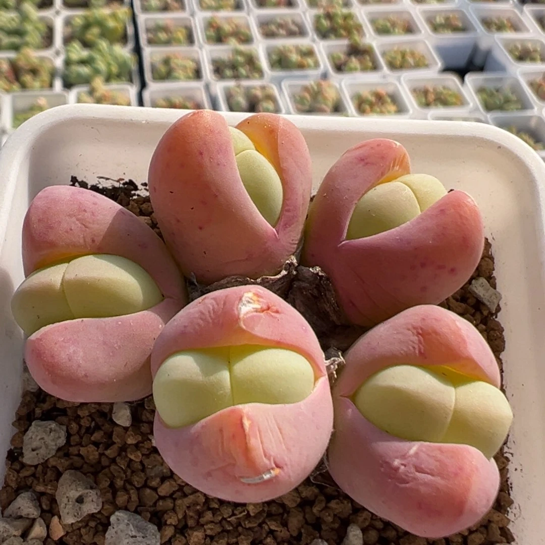 69多肉植物百科银光玉
