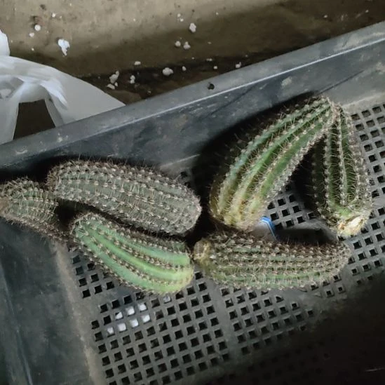 仙人球丽花ky1537六个打包瑕疵