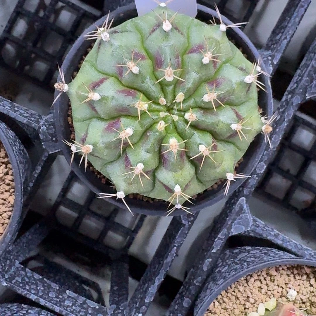 L244-1125广东发货 花环