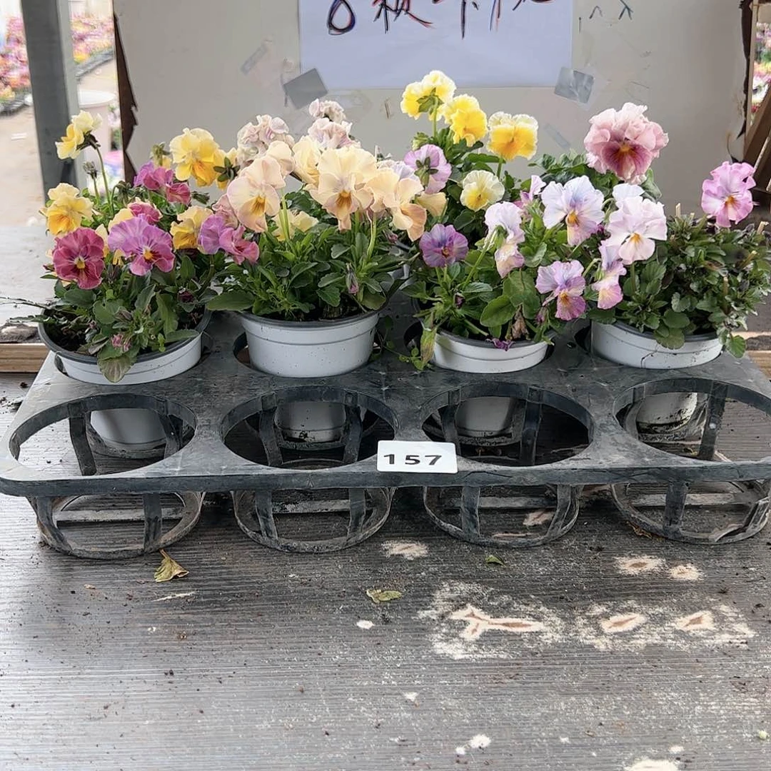 【闪购商品】157号