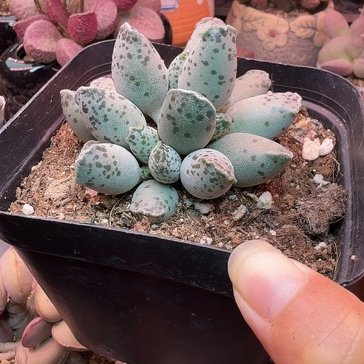 沧*** 水蜜桃的香味真的好闻