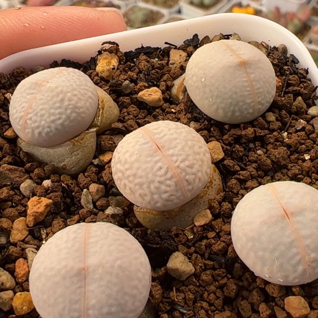 一*425多肉植物组合