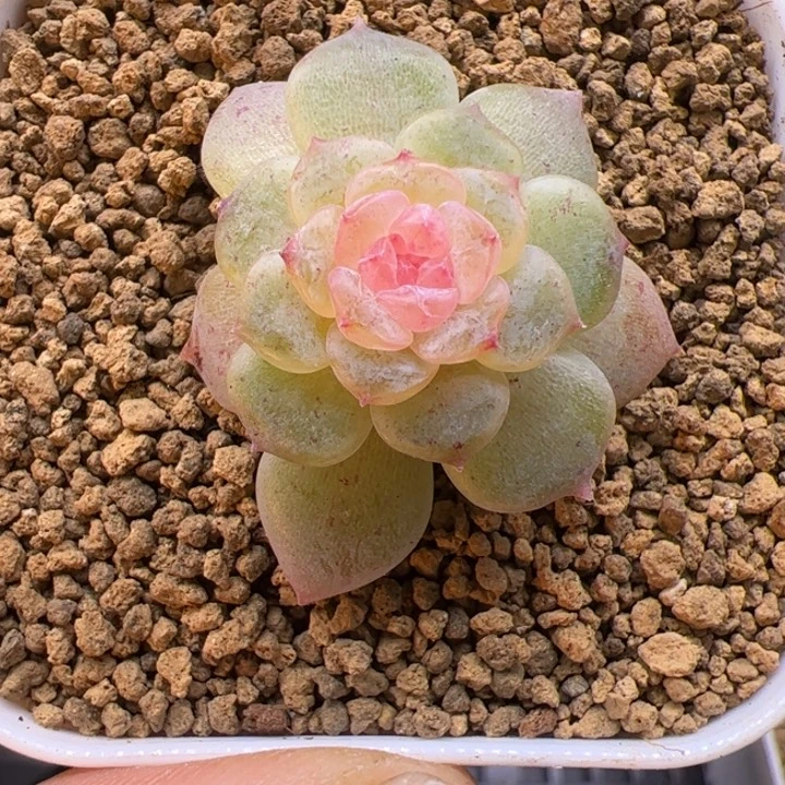 2-5 一物一拍，精品多肉