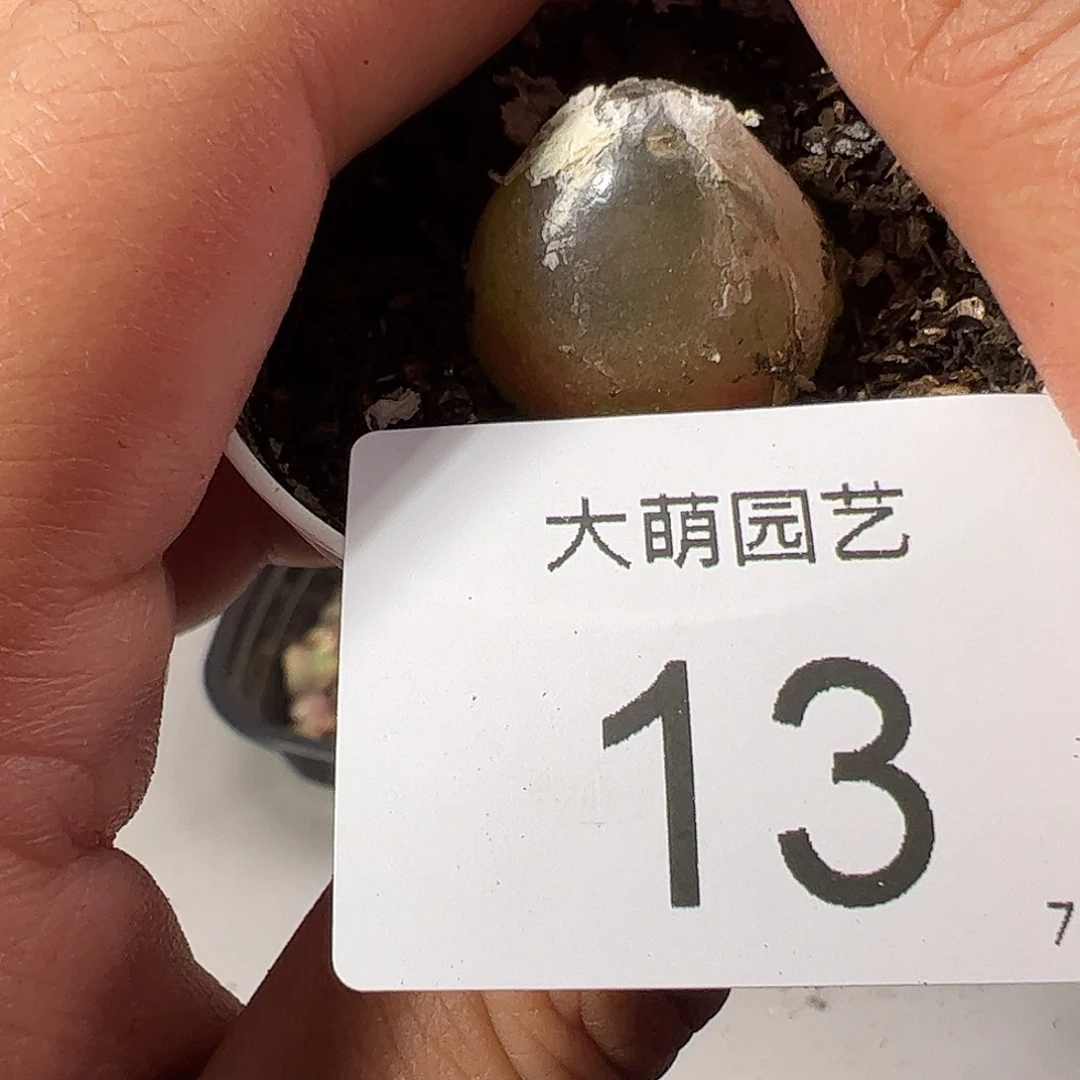 000013 一物一拍……