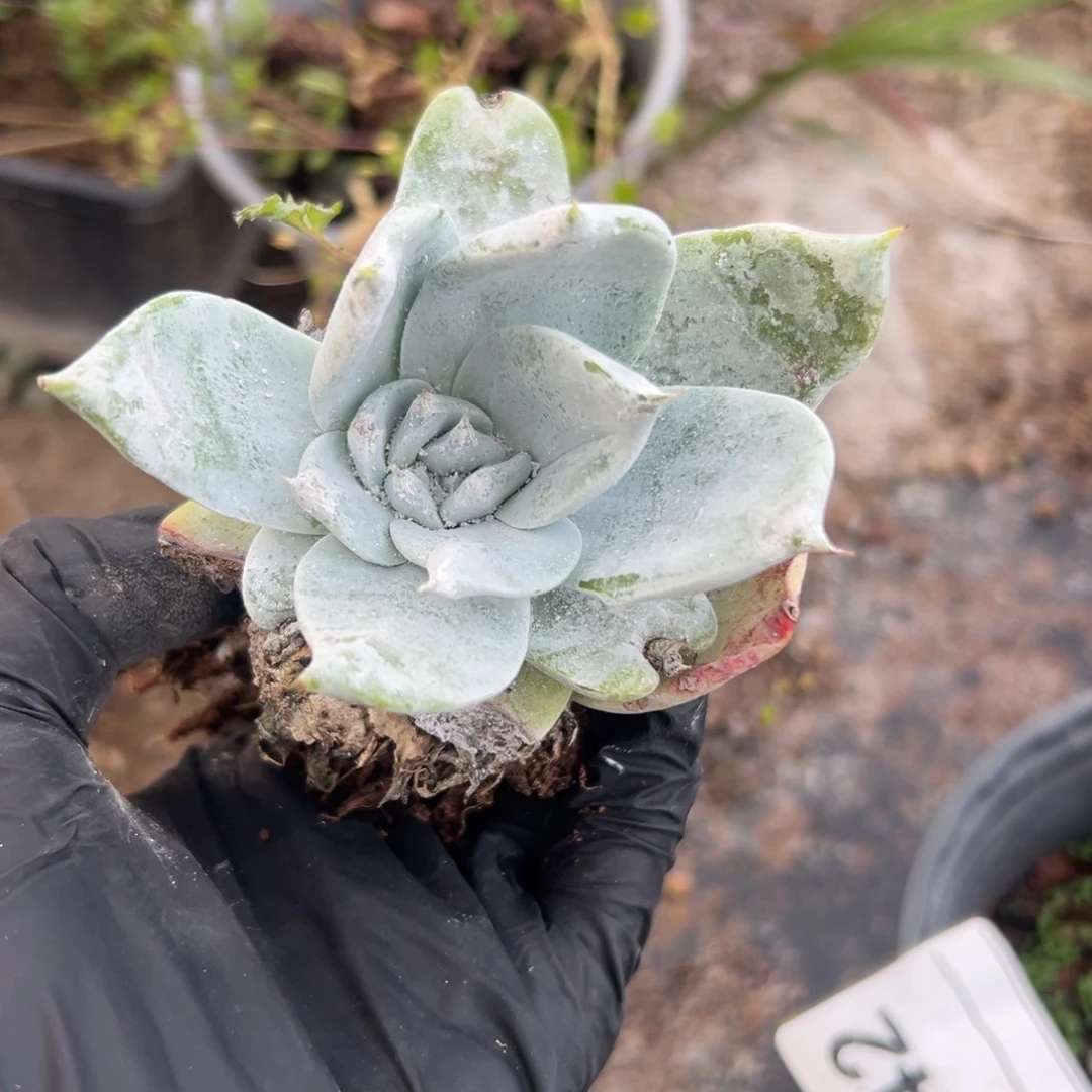 宽叶福利～一物一拍2787