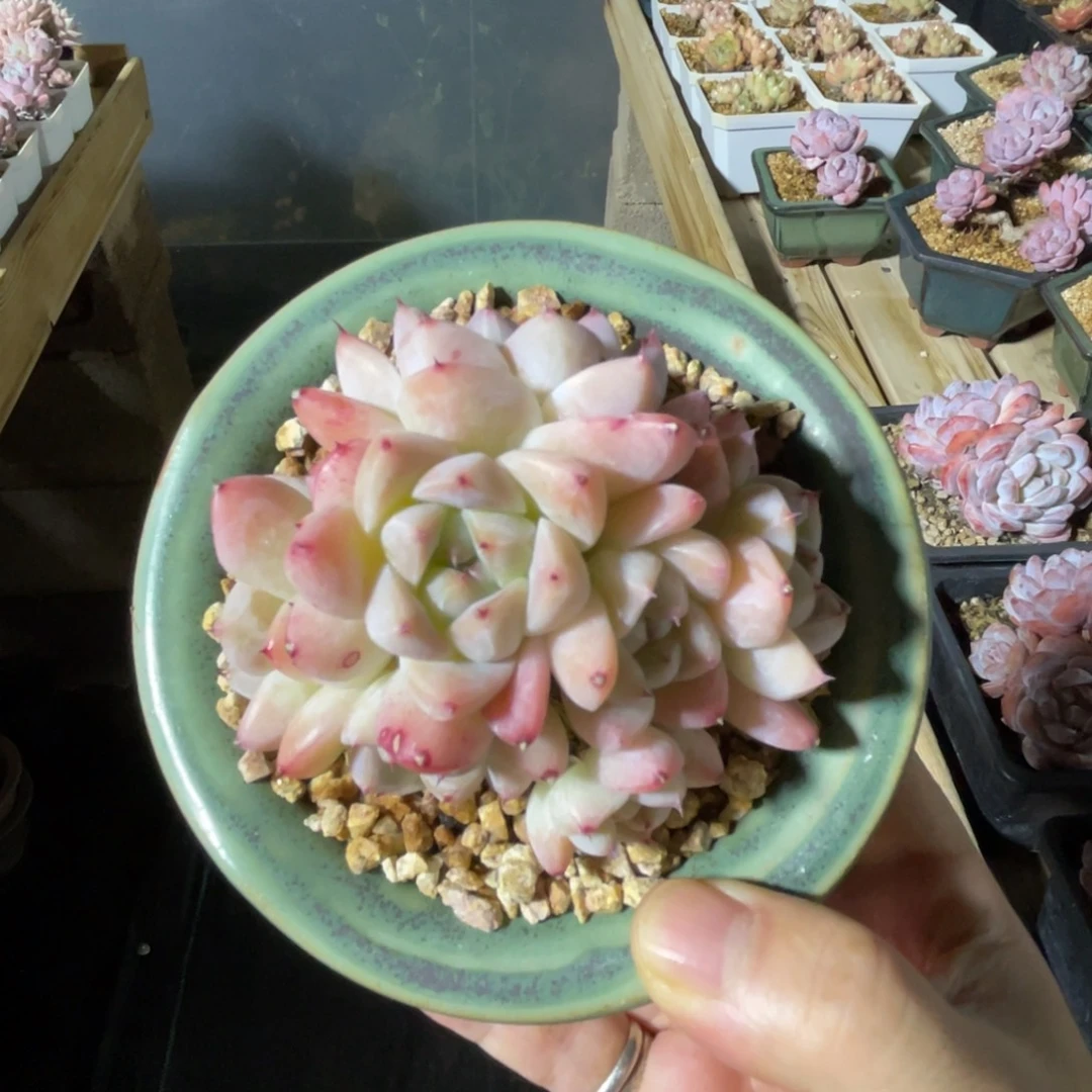 佳人 一物一拍不支持退换