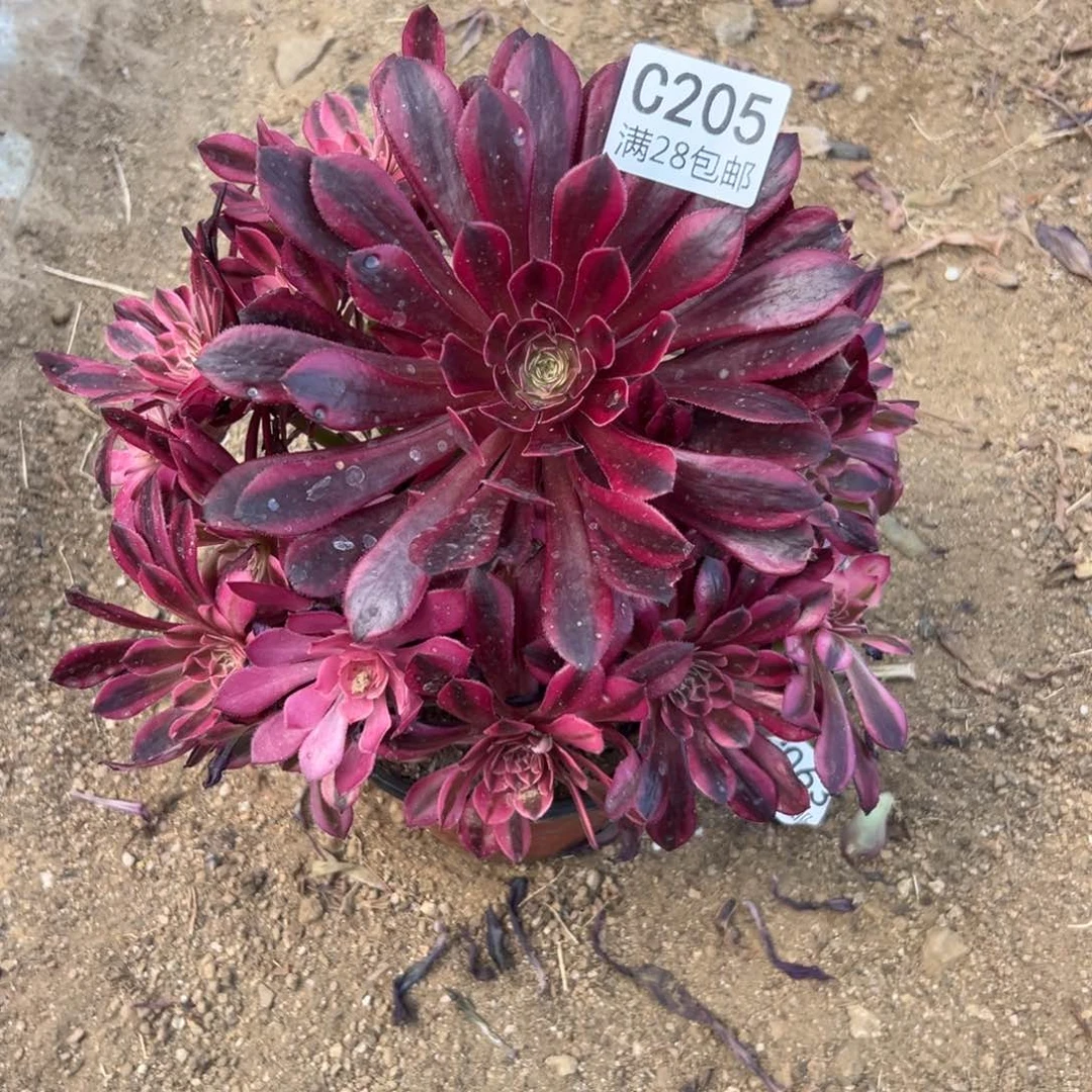 205多肉  铜壶超白   黑