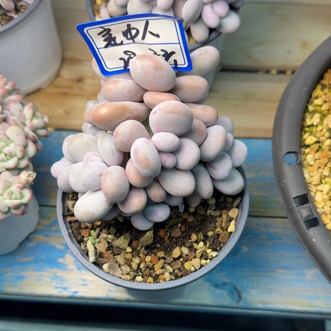 非**人意中人美人凡艺多肉