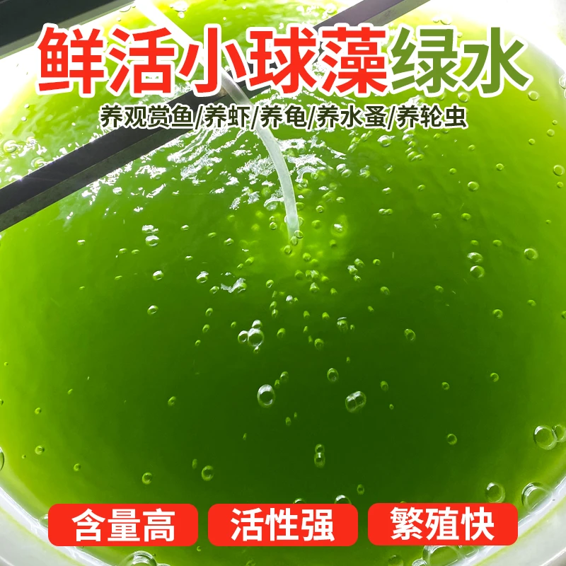小球藻藻种培水肥水绿藻培藻增氧卵囊藻种改良水体水产养殖小球藻