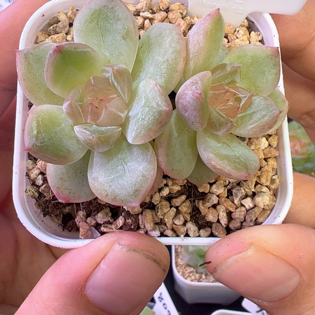 304号胭脂晗雨多肉植物不包整