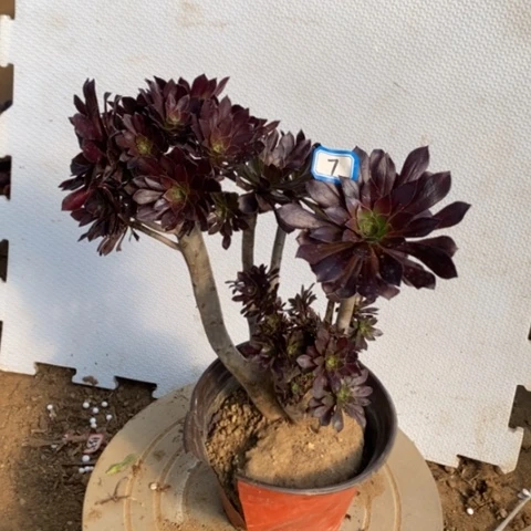 黑法师缀朵朵一物一拍