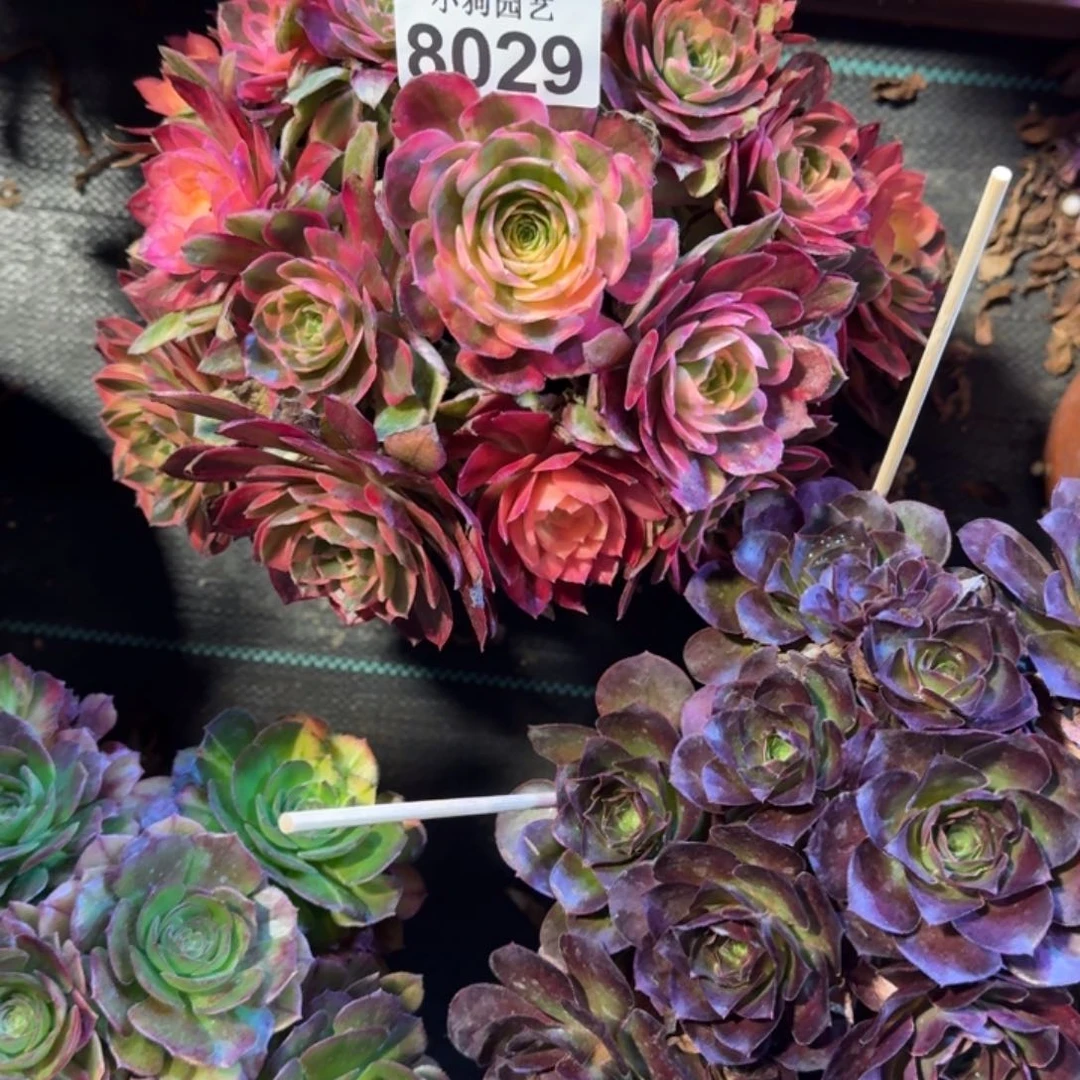 未***肉黑魔锦多肉植物8029