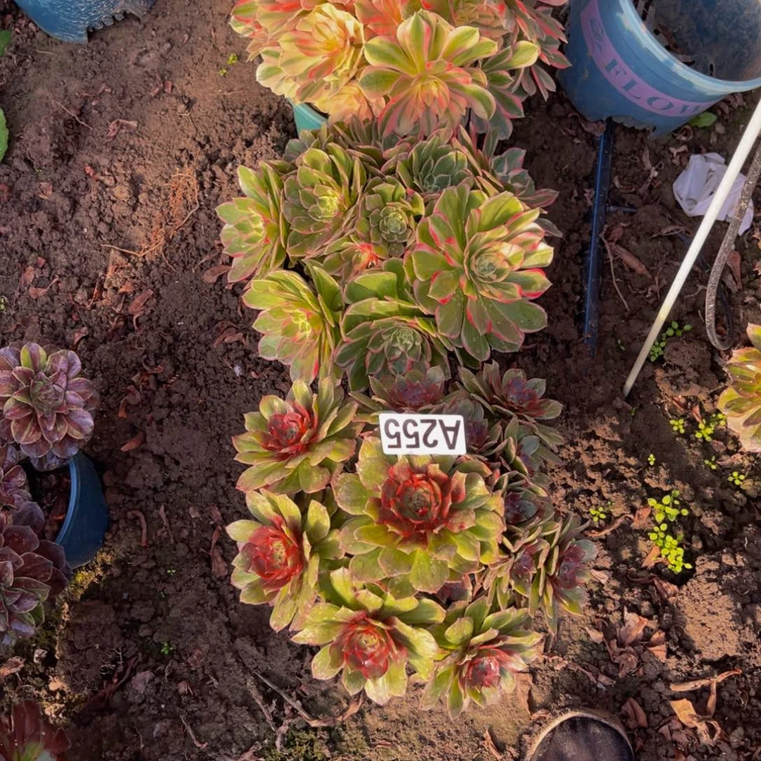 三盆法师26/////23包邮