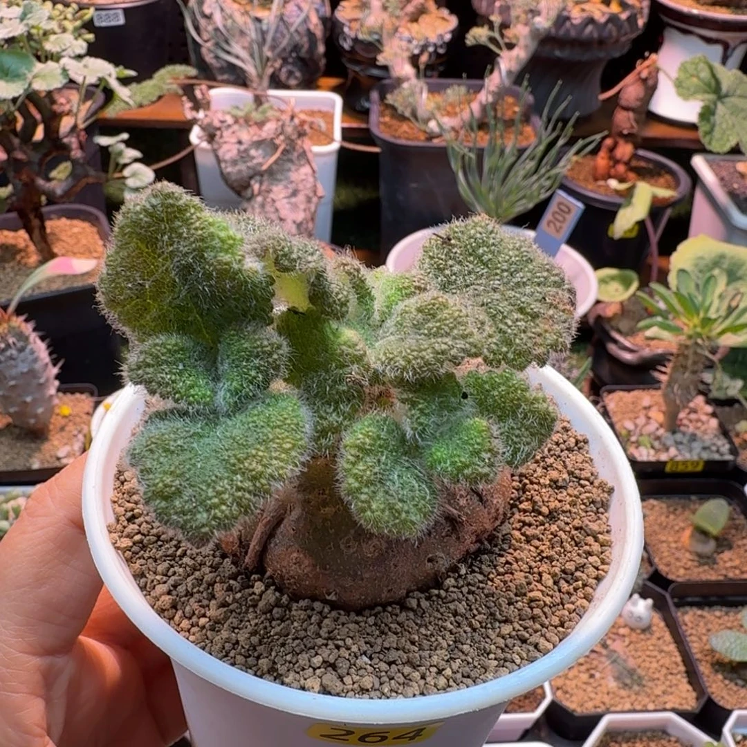 断涯皇子264 仙人掌