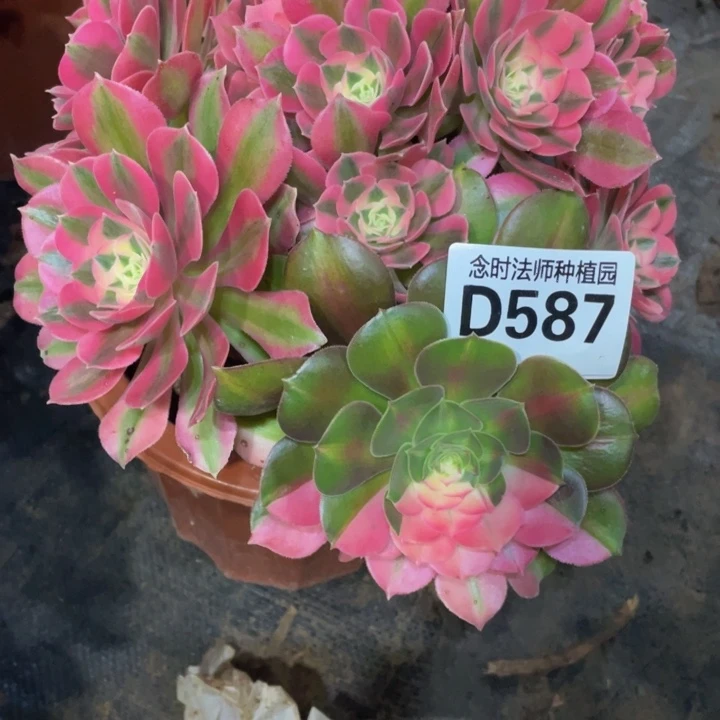 空*好587女巫111111多肉