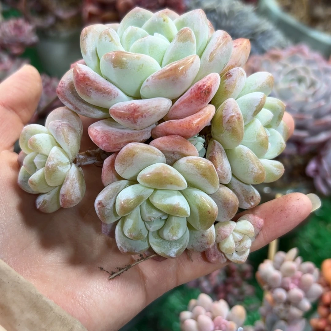 557满38包邮一物一拍