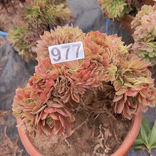 ＠***华多肉植物一个斑斓