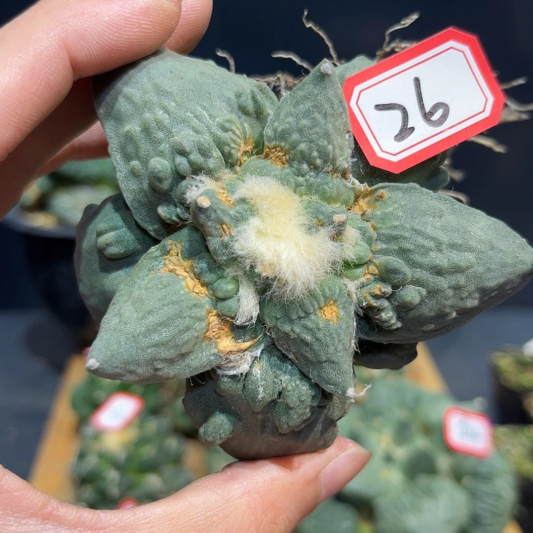 26号自根战损村主怒涛