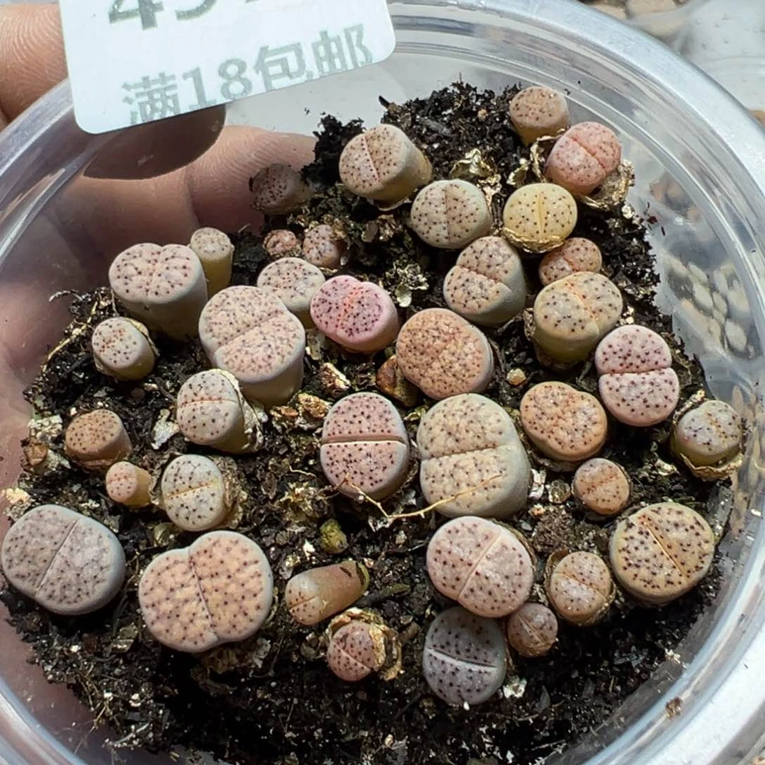 【闪购商品】 497。