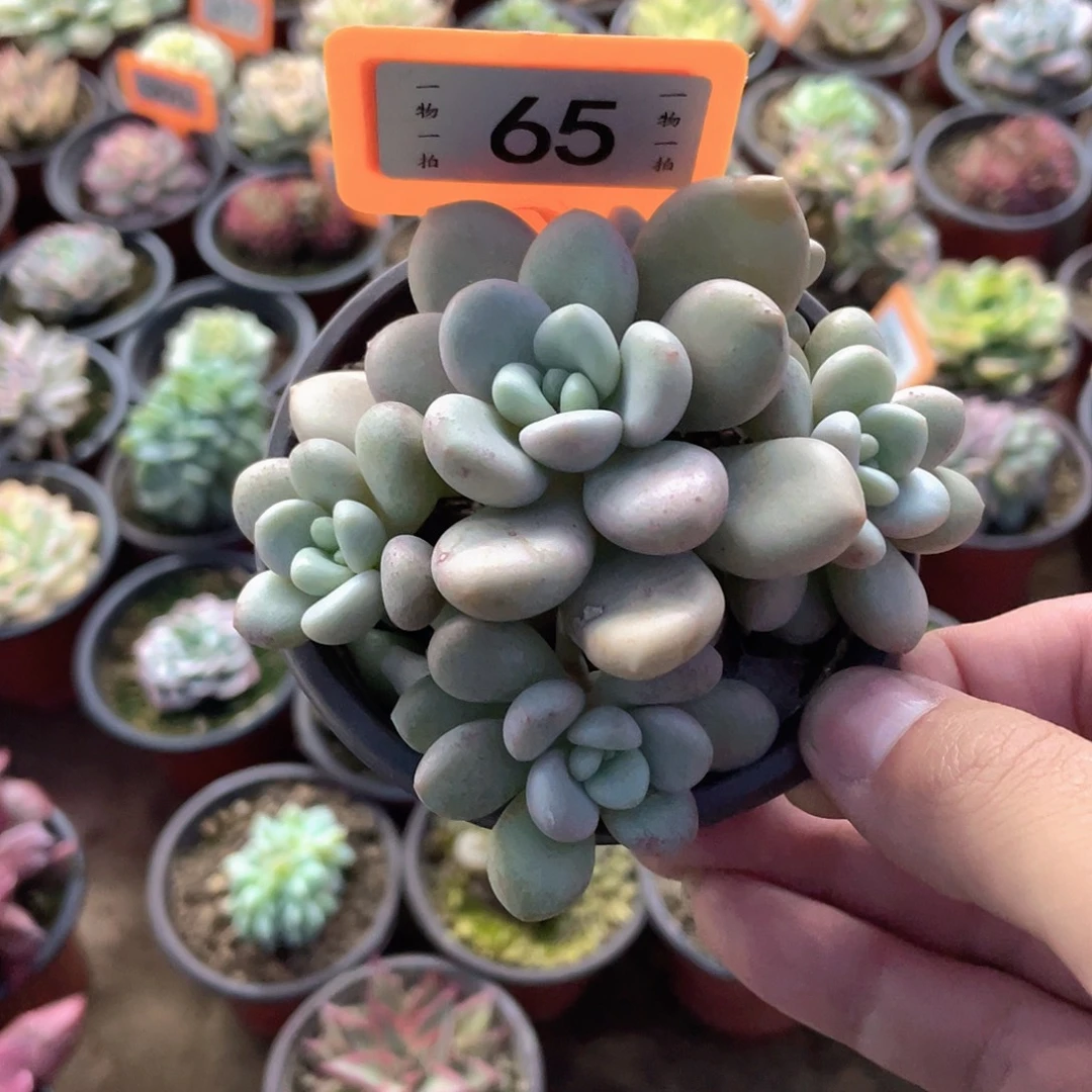 s***y65号多肉植物盆栽