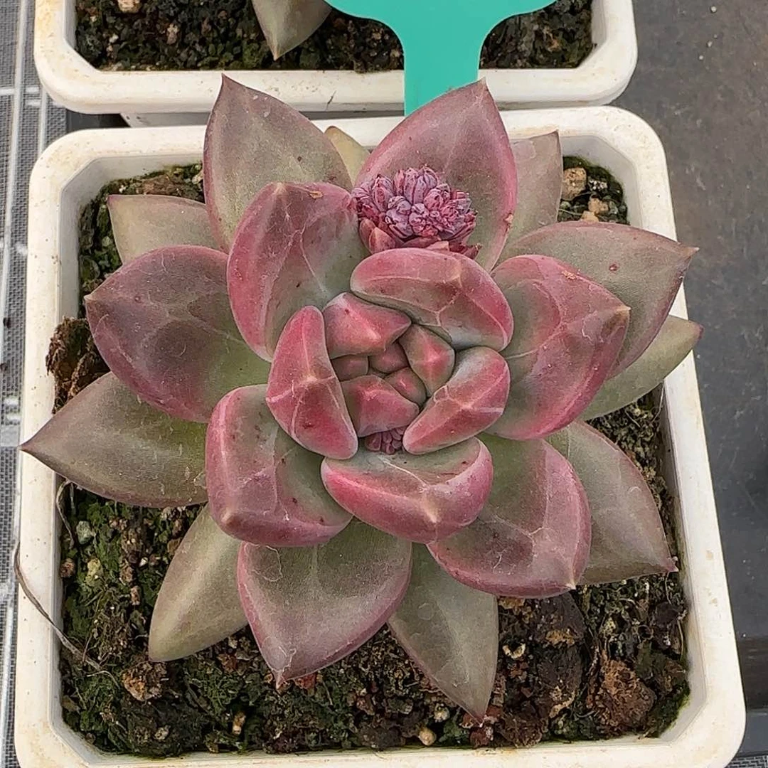 折**园从前慢花园精选0121-8