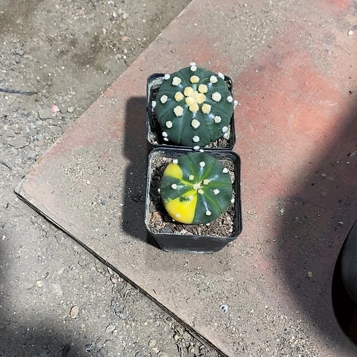 1***2组合2棵实生脱土发货