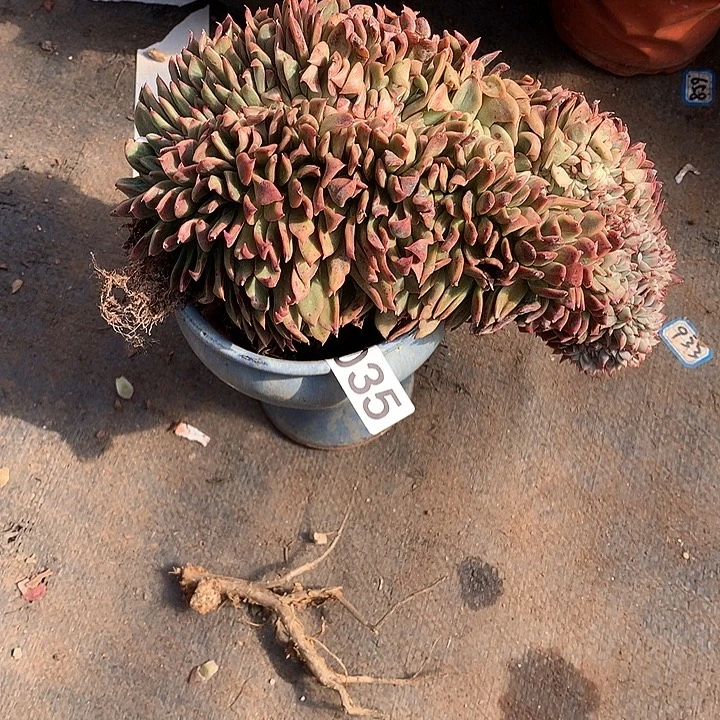 35缀化 一物一拍多肉