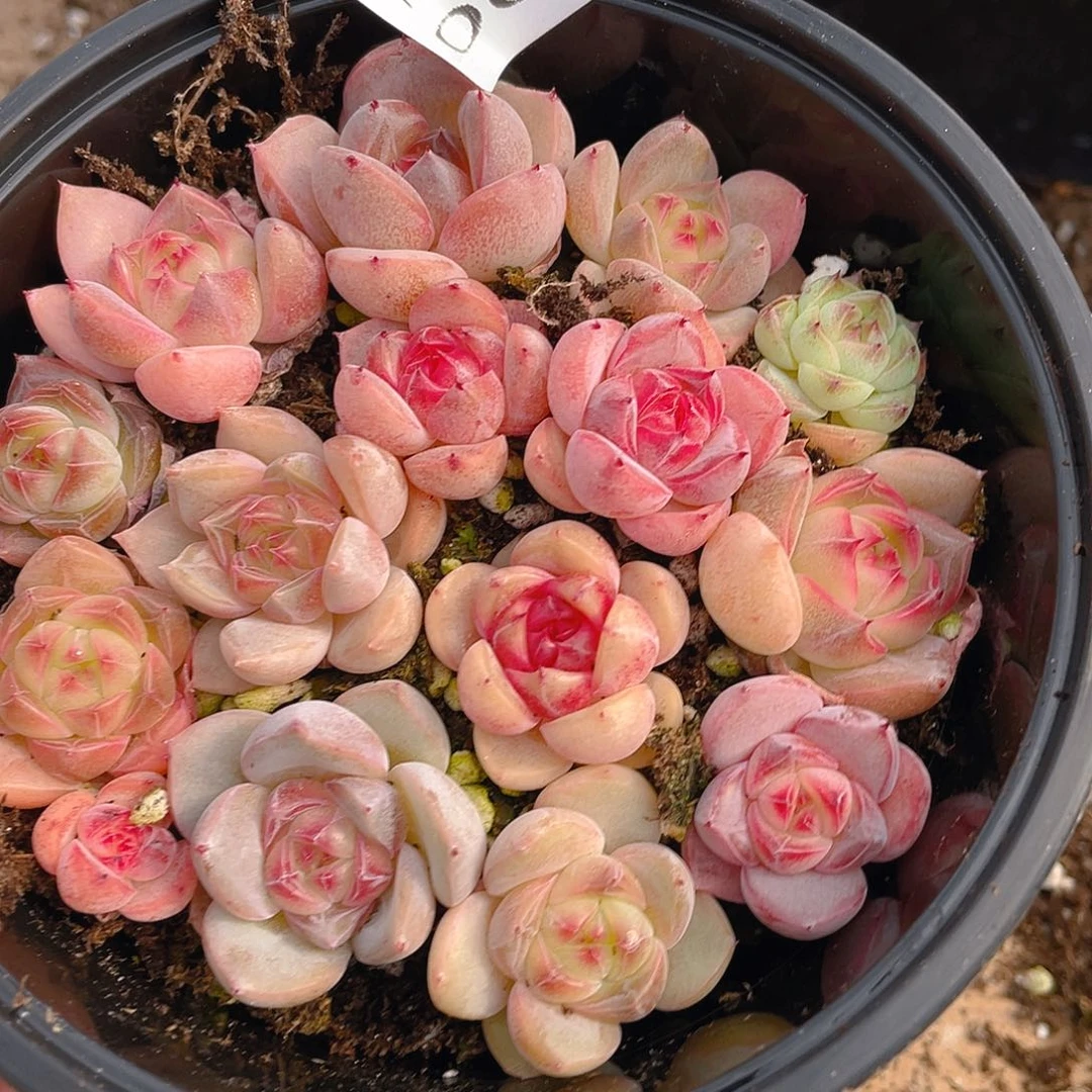 多肉植物多肉植物612